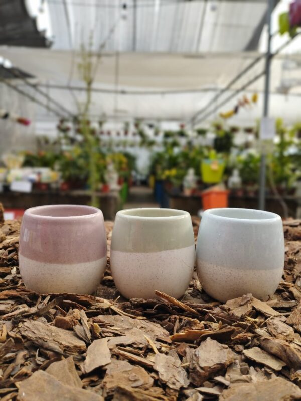 Ovo Bicolor