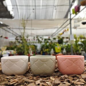 Oasis