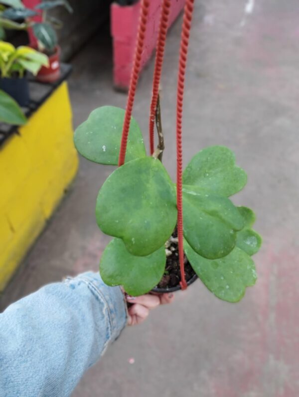 Hoya Kerry