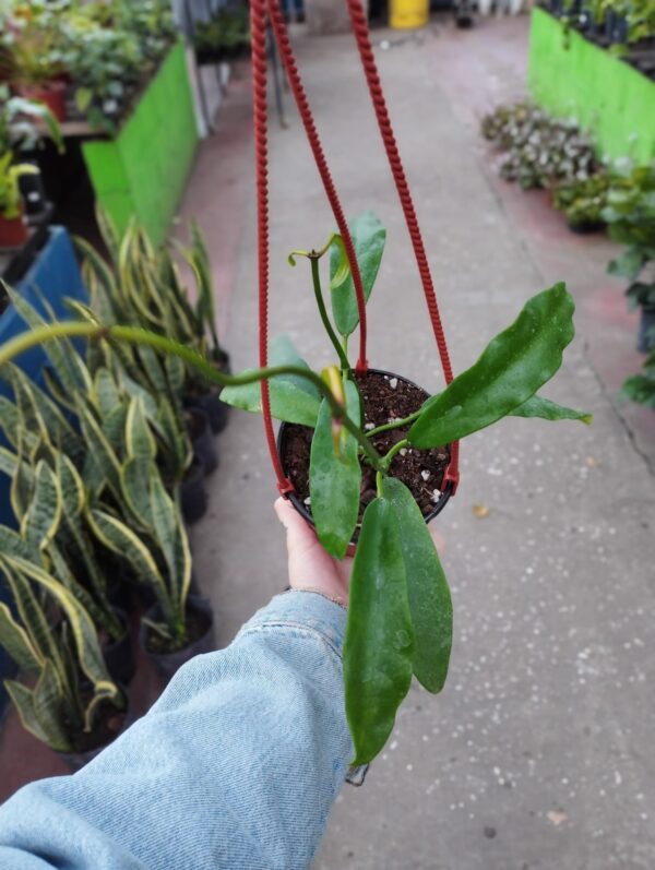 Hoya Carnosa Meliflua