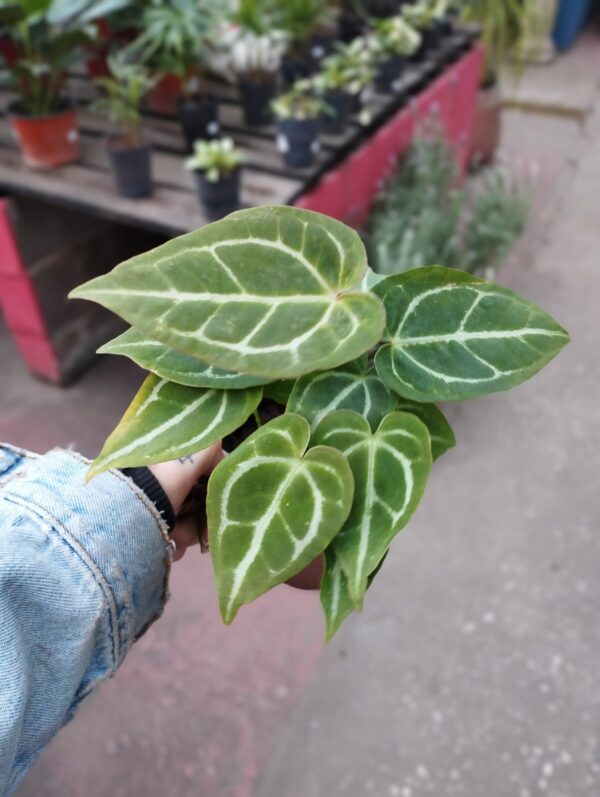 Anthurium crystallinum