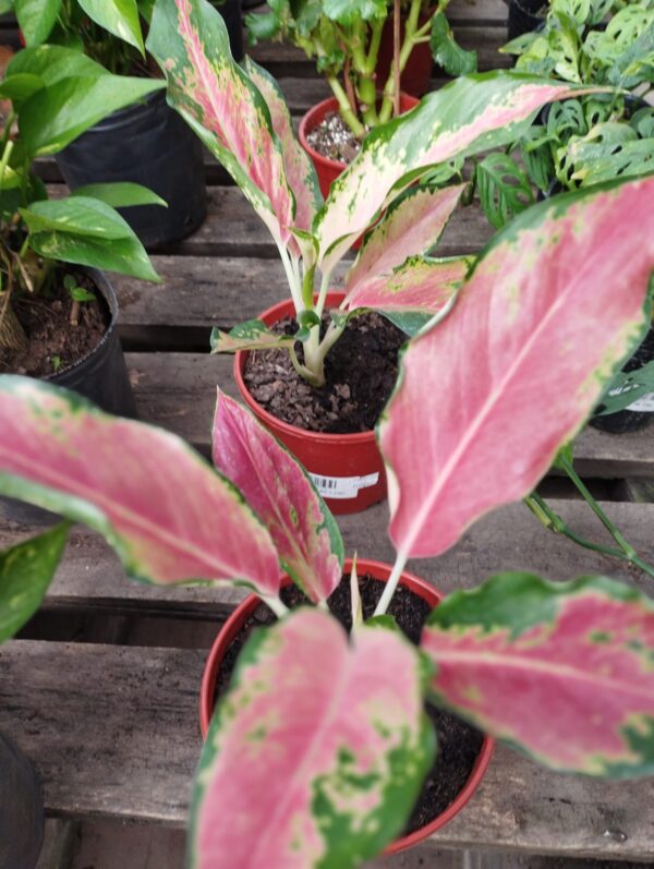 Aglaonema Pink m14