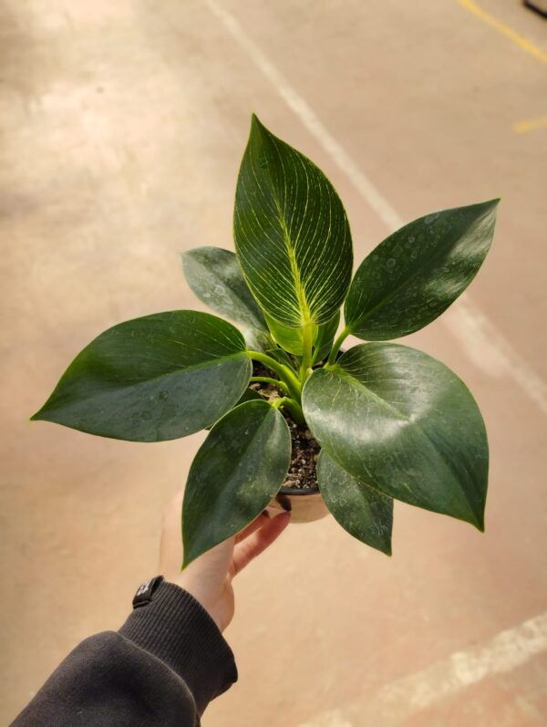 Philodendron Birkin