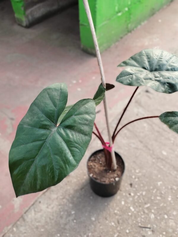 Alocacia Yucatan Princess