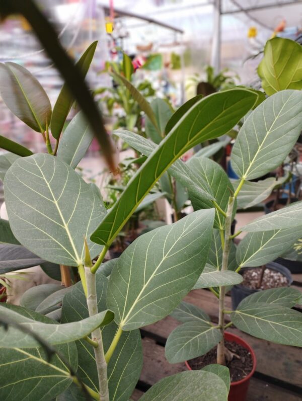 Ficus Audrey