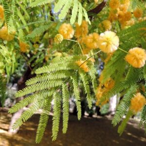 ACACIA VISCO 4L