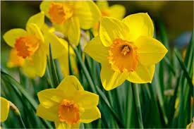 Bulbo de Narciso