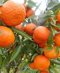 Mandarina Criolla