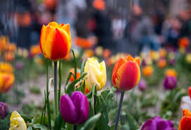 Bulbo de Tulipan