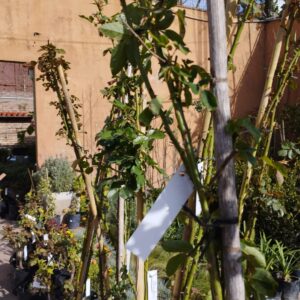 Rosas Trepadoras 3L