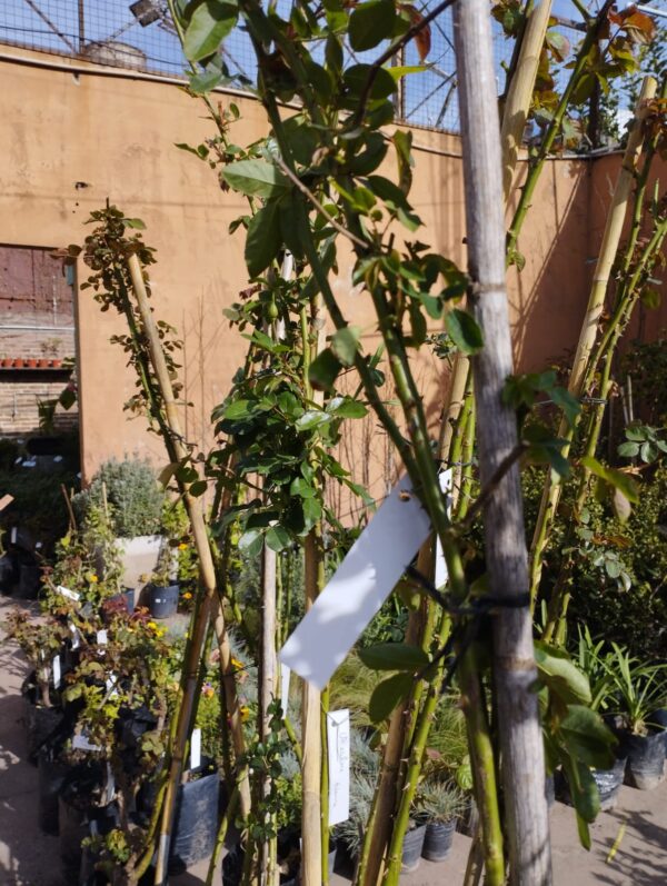 Rosas Trepadoras 3L