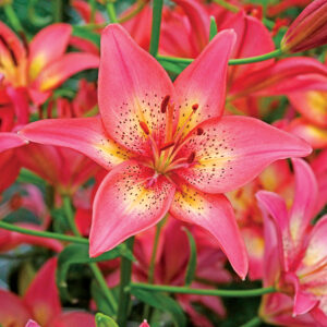 Bulbo Lilium