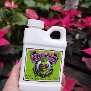 ADV BIG BUD 250ML
