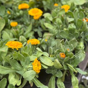 Calendula