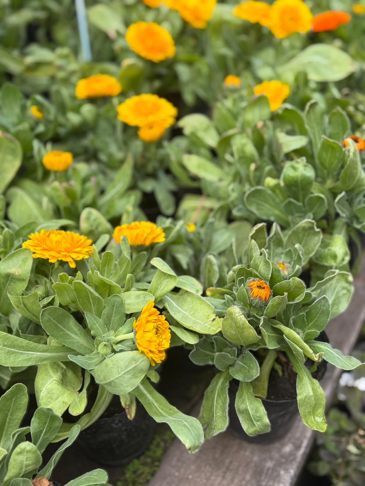 Calendula