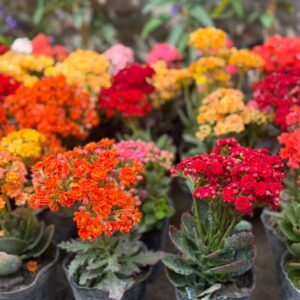 Calanchoe